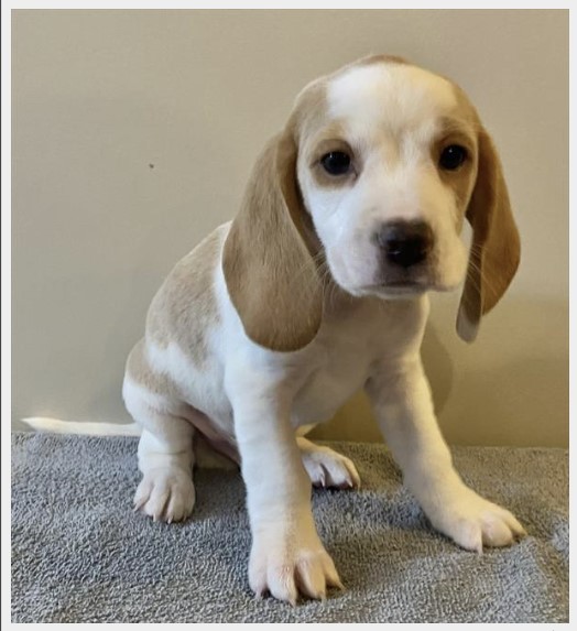 puppy, for, sale, Beagle, Stiehl  Wilson, dog, breeder, Everton, MO, dog-breeder, puppy-for-sale, forsale, nearby, find, puppyfind, locator, puppylocator, aca